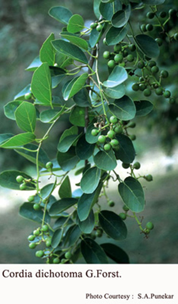 Cordia dichotoma G.Forst.